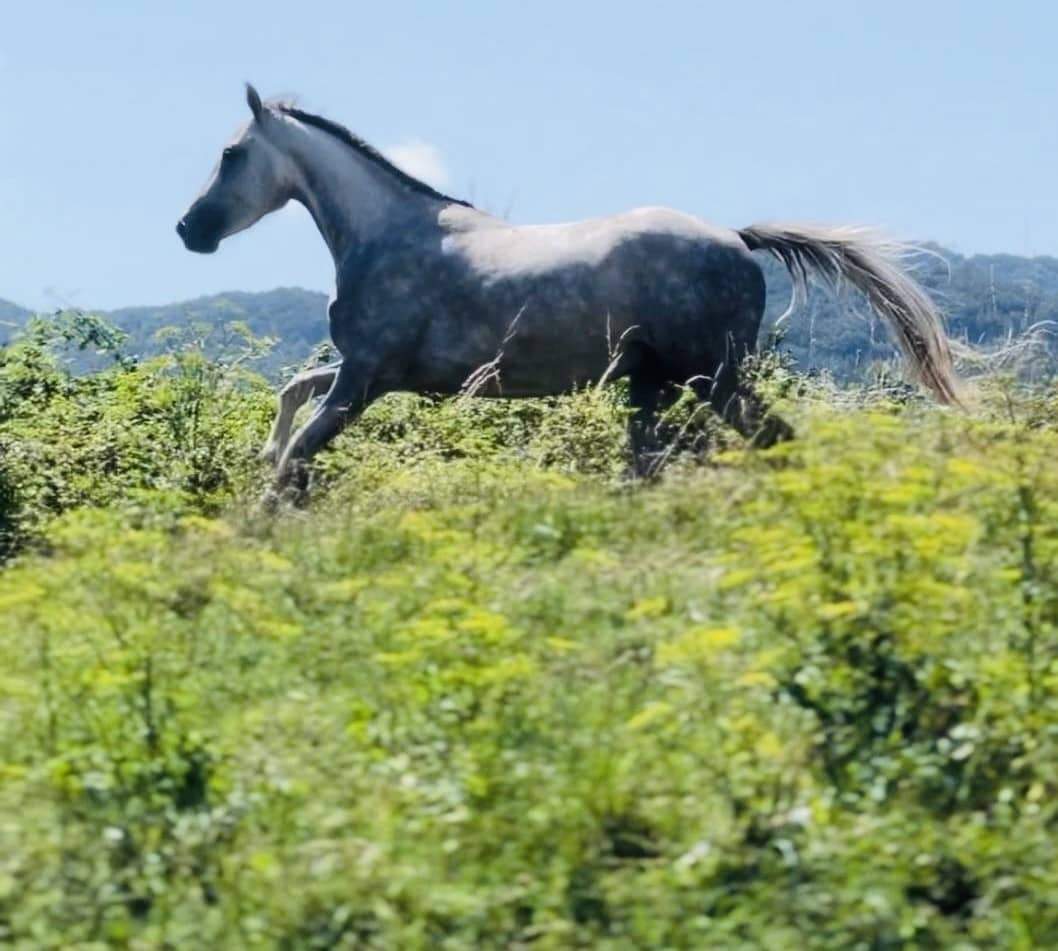 cavallo anglo–arabo