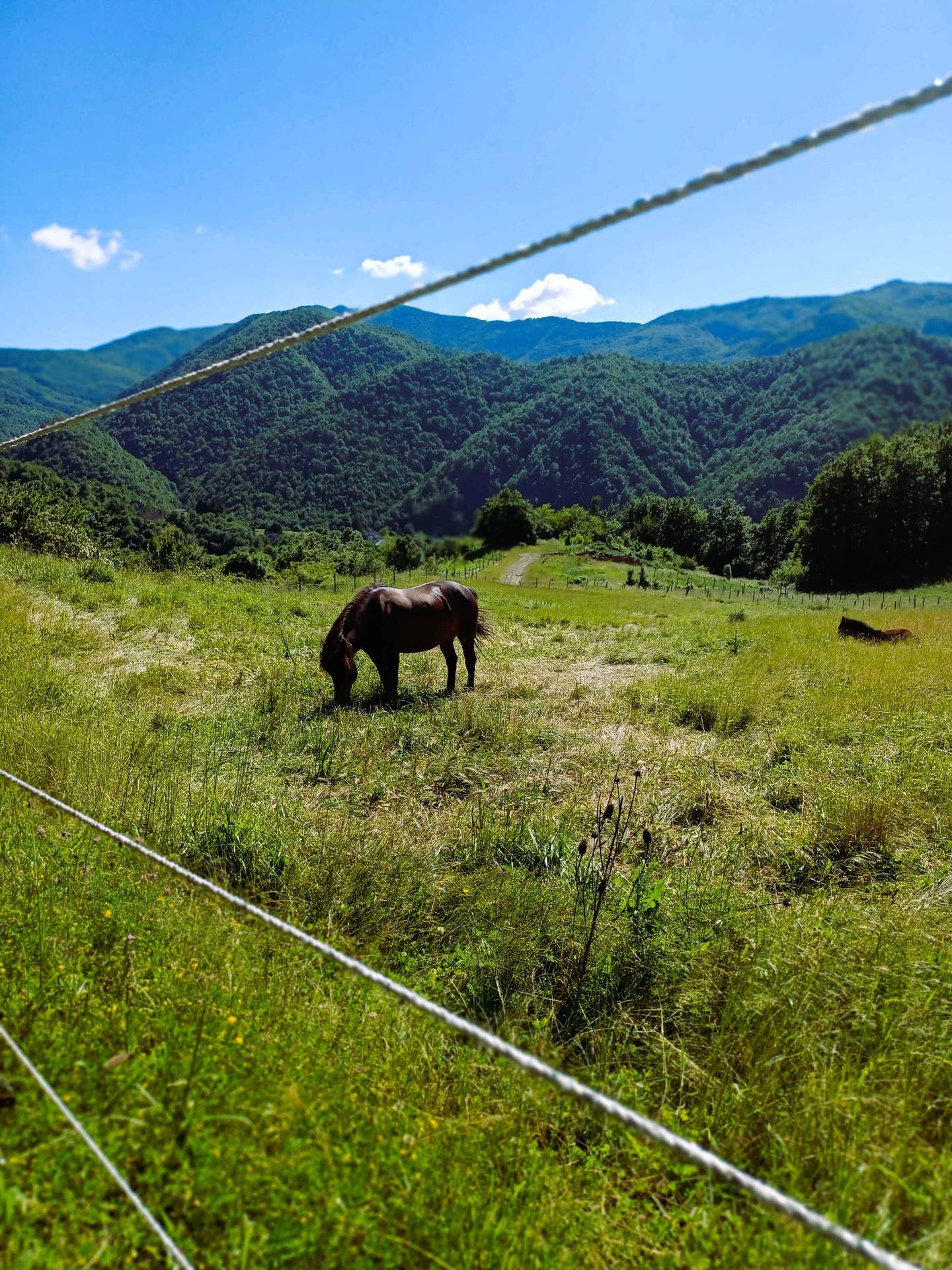 cavallo su paddock