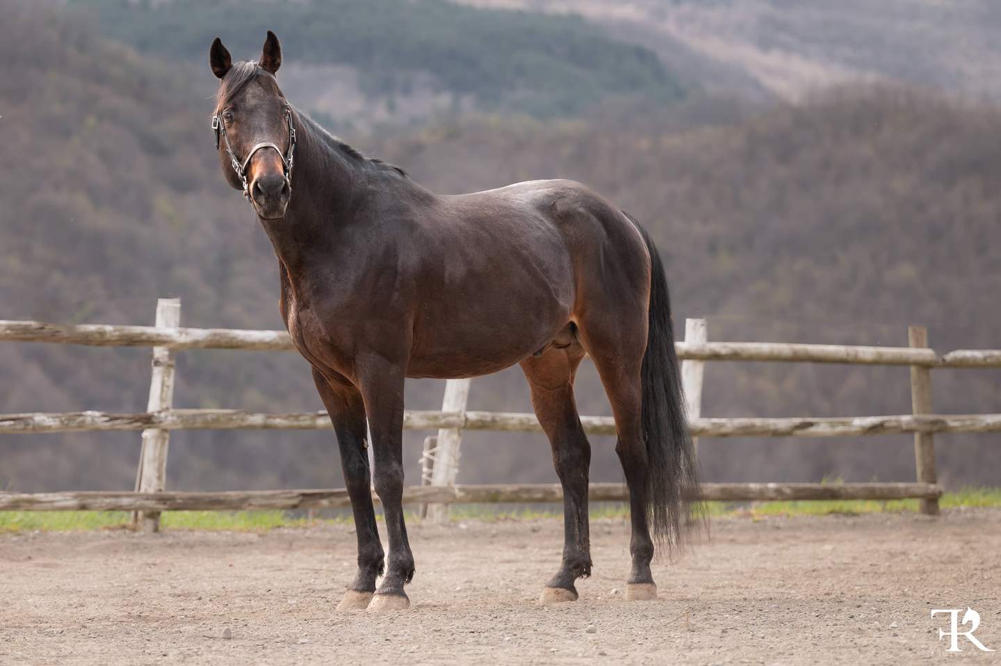 cavallo sella italiano